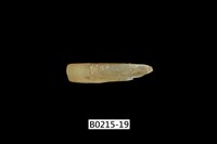 藏品(竹蟶)的圖片